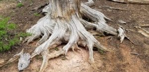 Vacation Tree roots