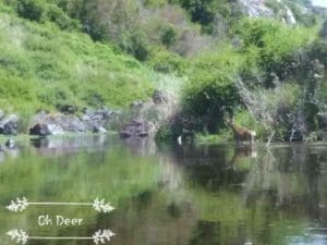 Vacation Deer in river