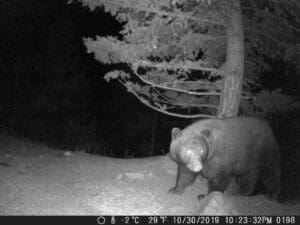 trail cam bear