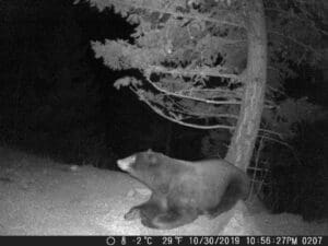 trail cam bear