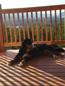 giveaway Bear the Bernese Mountain Dog