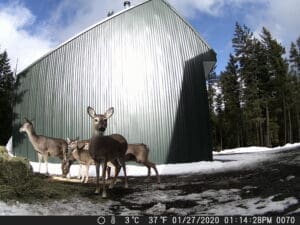 Trail Cam Picture Sandpoint Idaho