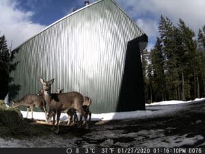 Trail Cam Picture Sandpoint Idaho