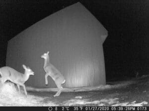 Trail Cam Picture Sandpoint Idaho