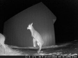 Trail Cam Picture Sandpoint Idaho