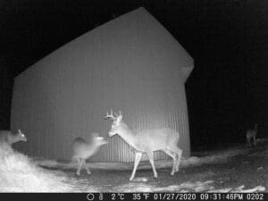 Trail Cam Picture Sandpoint Idaho