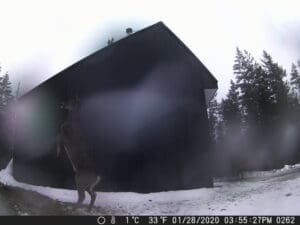 trail cam pictures from sandpoint idaho