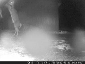 Trail Cam Picture Sandpoint Idaho