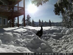 Trail Cam picture from Sandpoint Idaho