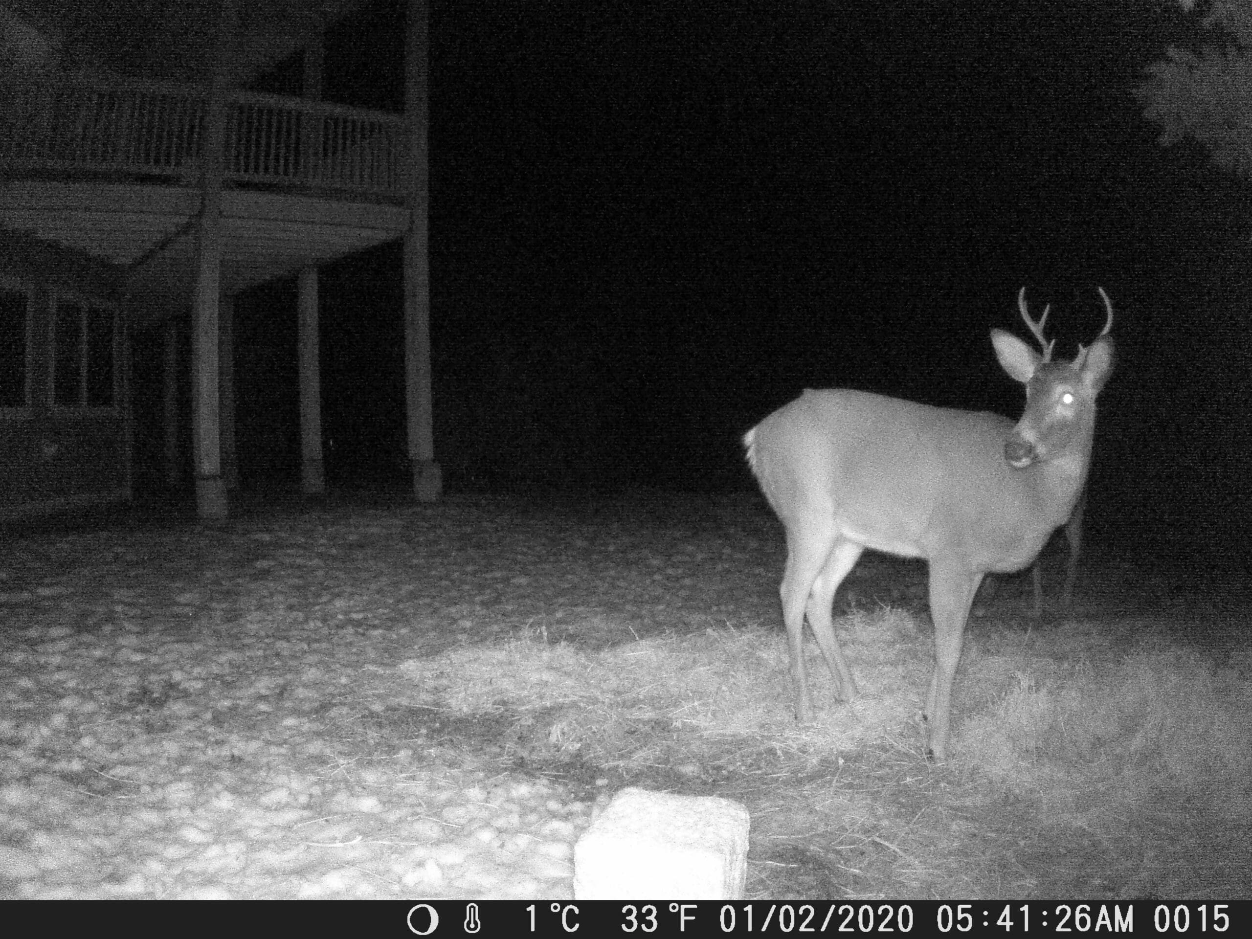 Trail Cam Pictures from Sandpoint Idaho