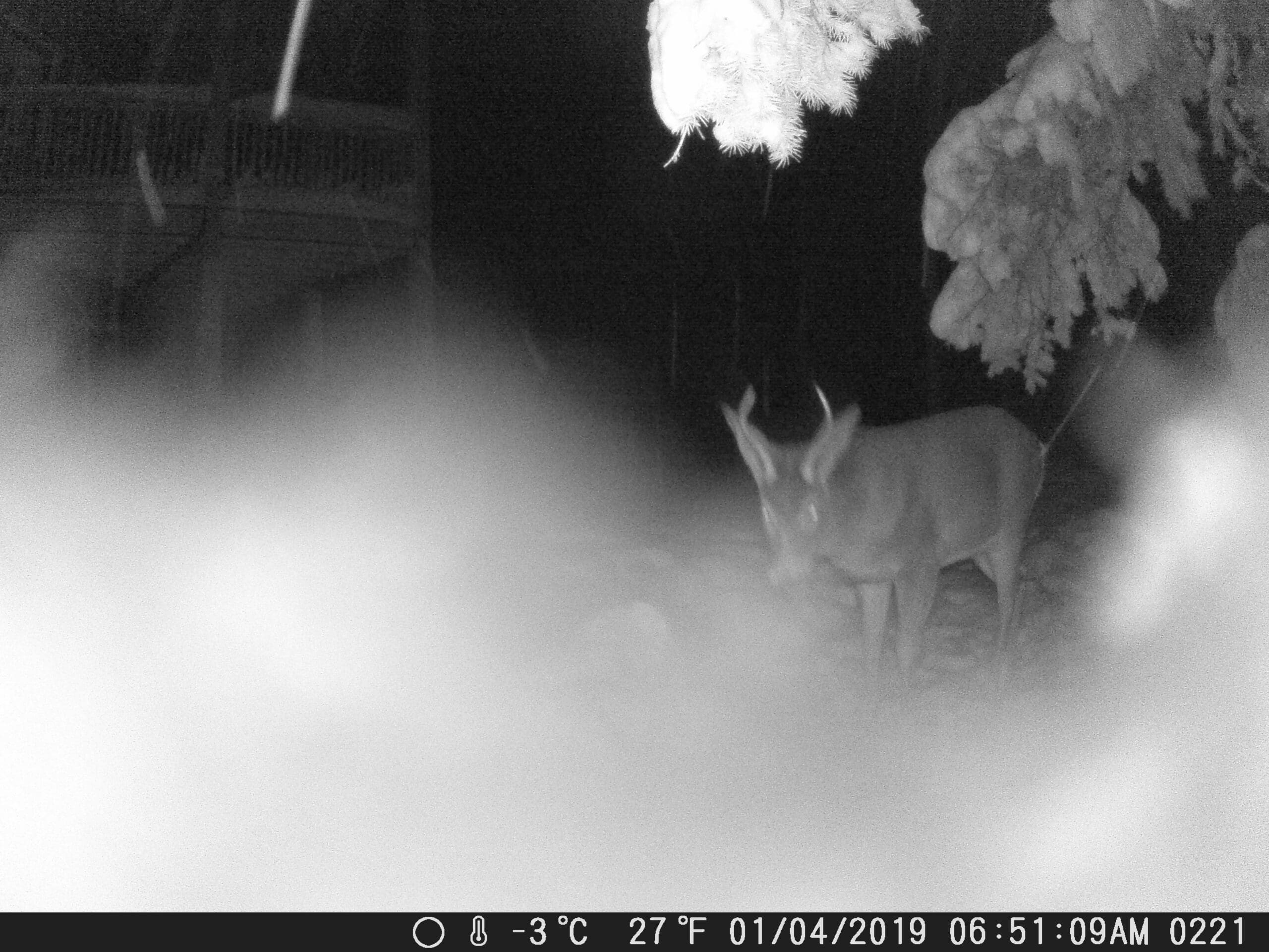 Trail Cam picture from Sandpoint Idaho