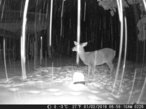 Trail Cam picture from Sandpoint Idaho