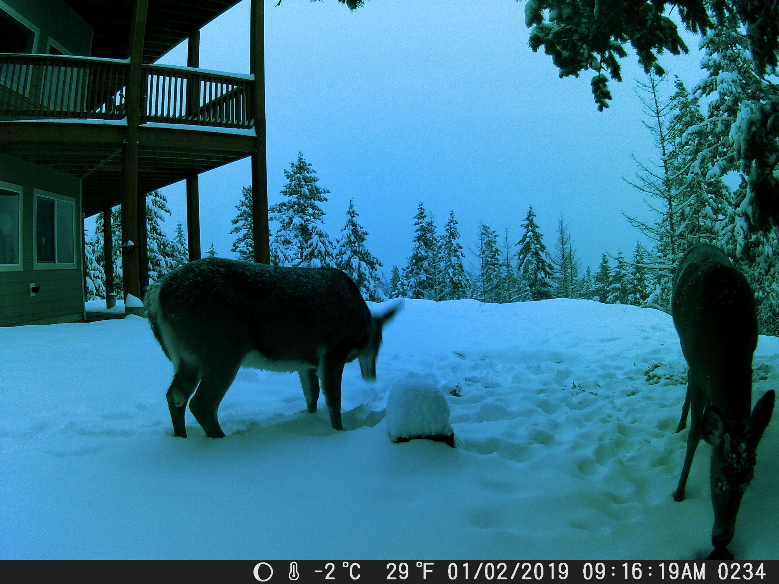 Trail Cam picture from Sandpoint Idaho