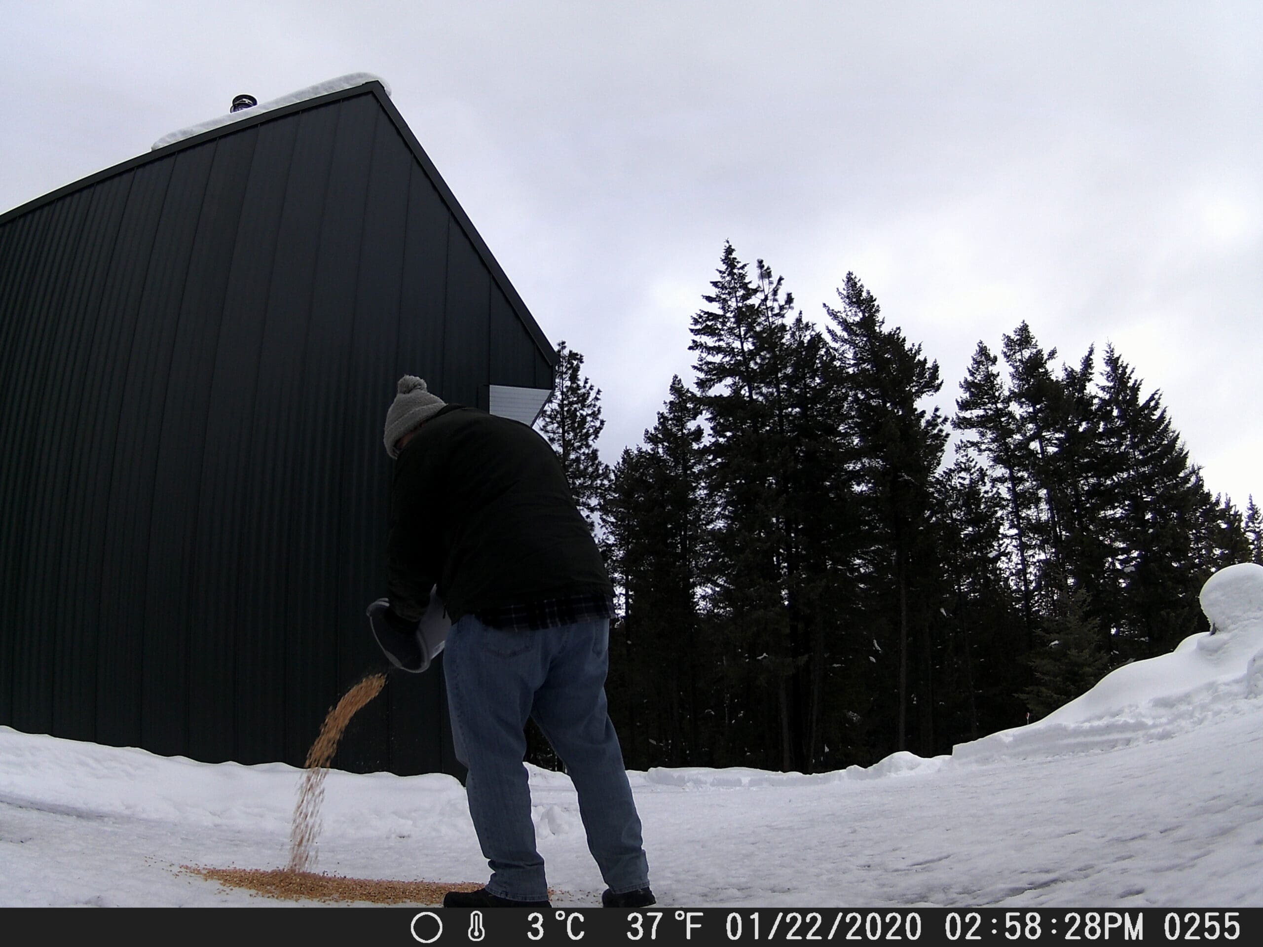 Trail Cam picture from Sandpoint Idaho