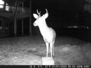 Trail Cam Pictures from Sandpoint Idaho