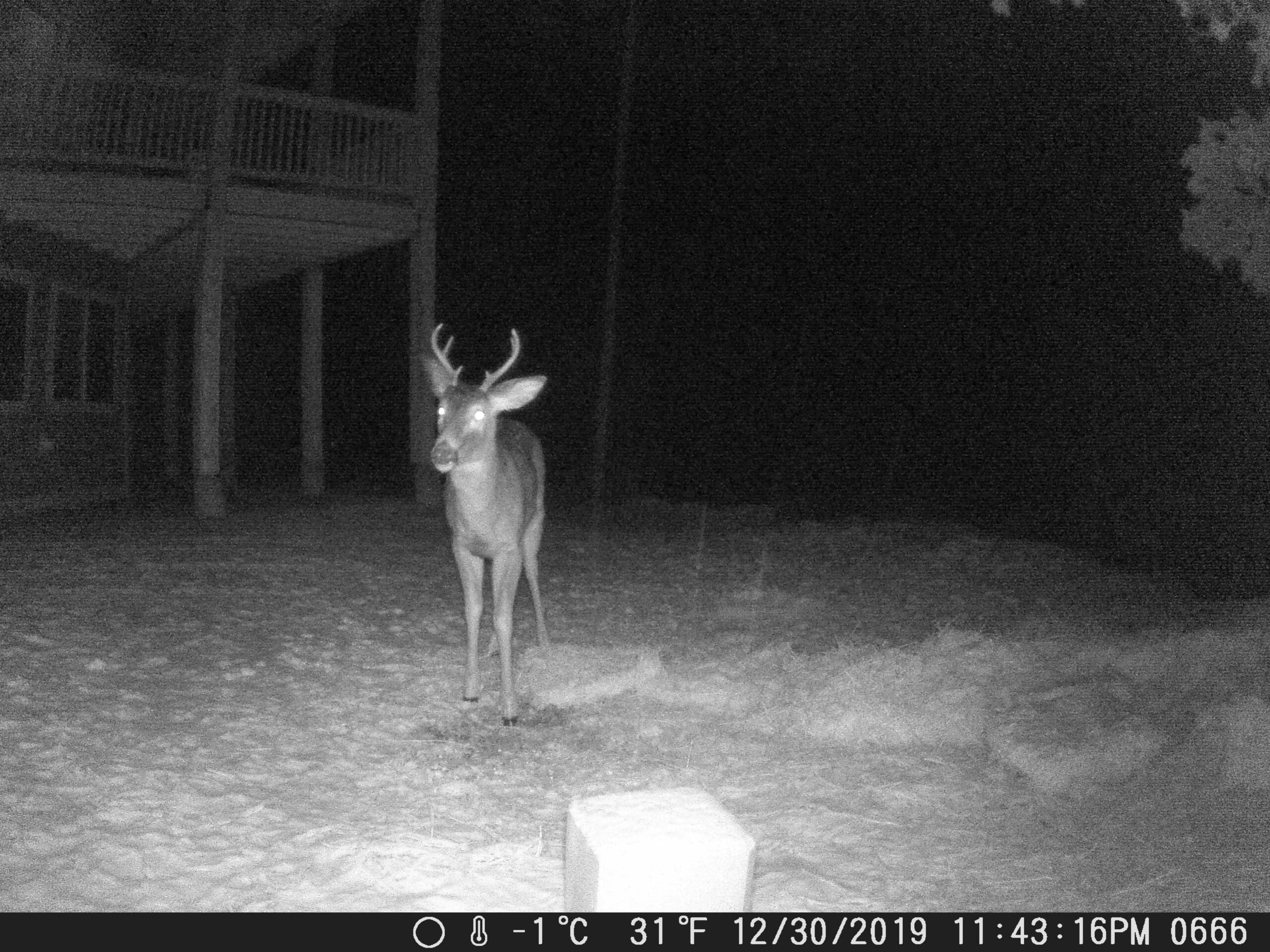 Trail Cam Pictures from Sandpoint Idaho