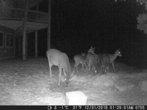 Trail Cam Pictures from Sandpoint Idaho