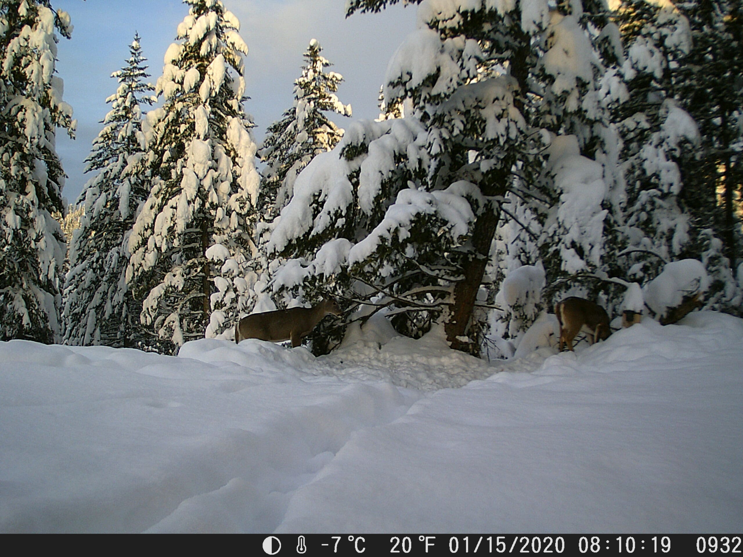 Trail Cam picture from Sandpoint Idaho