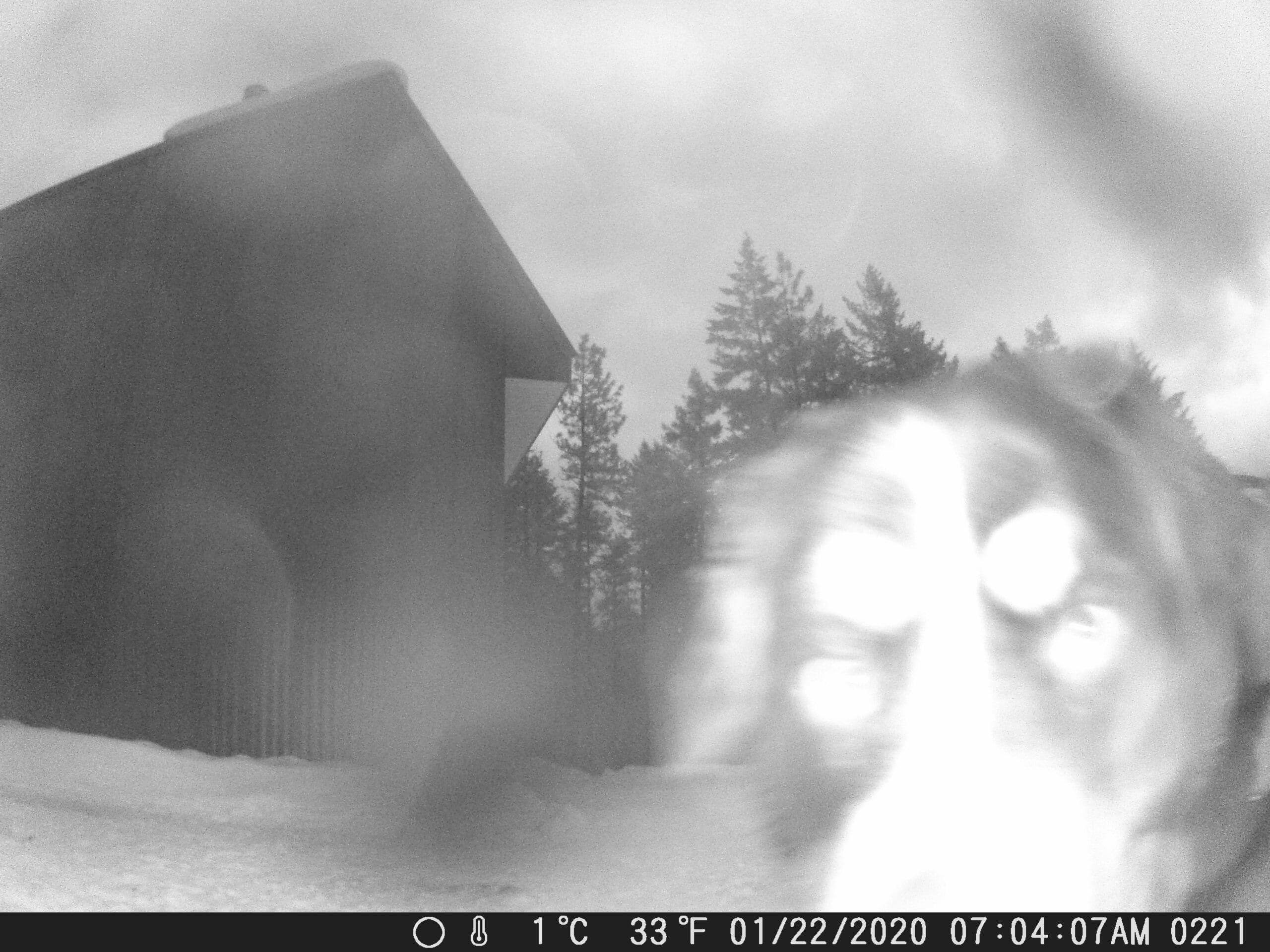 Trail Cam picture from Sandpoint Idaho