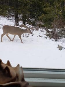 Trail cam pictures from Sandpoint Idaho