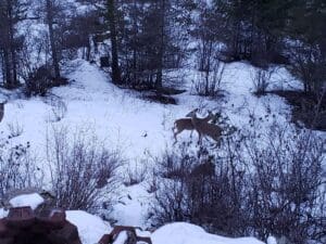 Trail cam pictures from Sandpoint Idaho