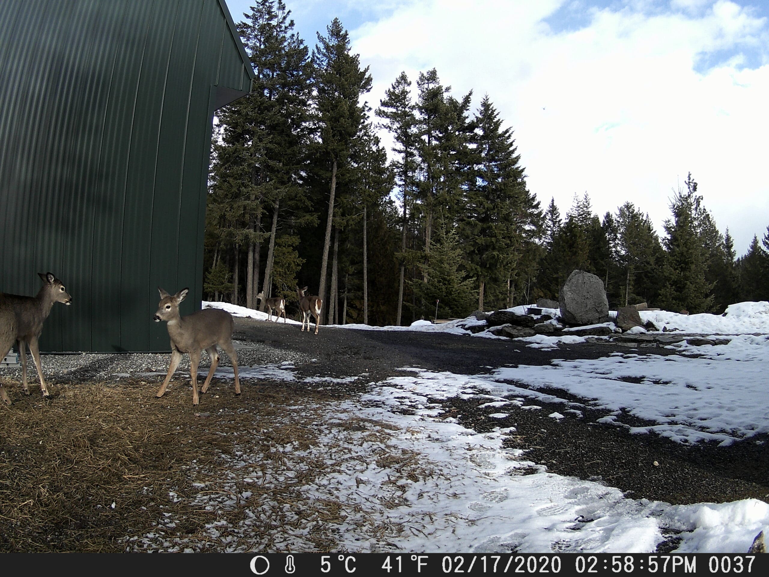 My Trail Cam Photos