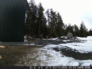 My Trail Cam Photos