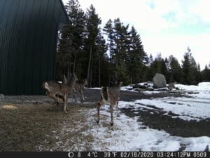 My Trail Cam Photos