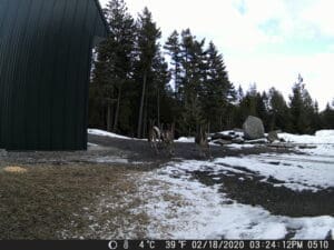 My Trail Cam Photos