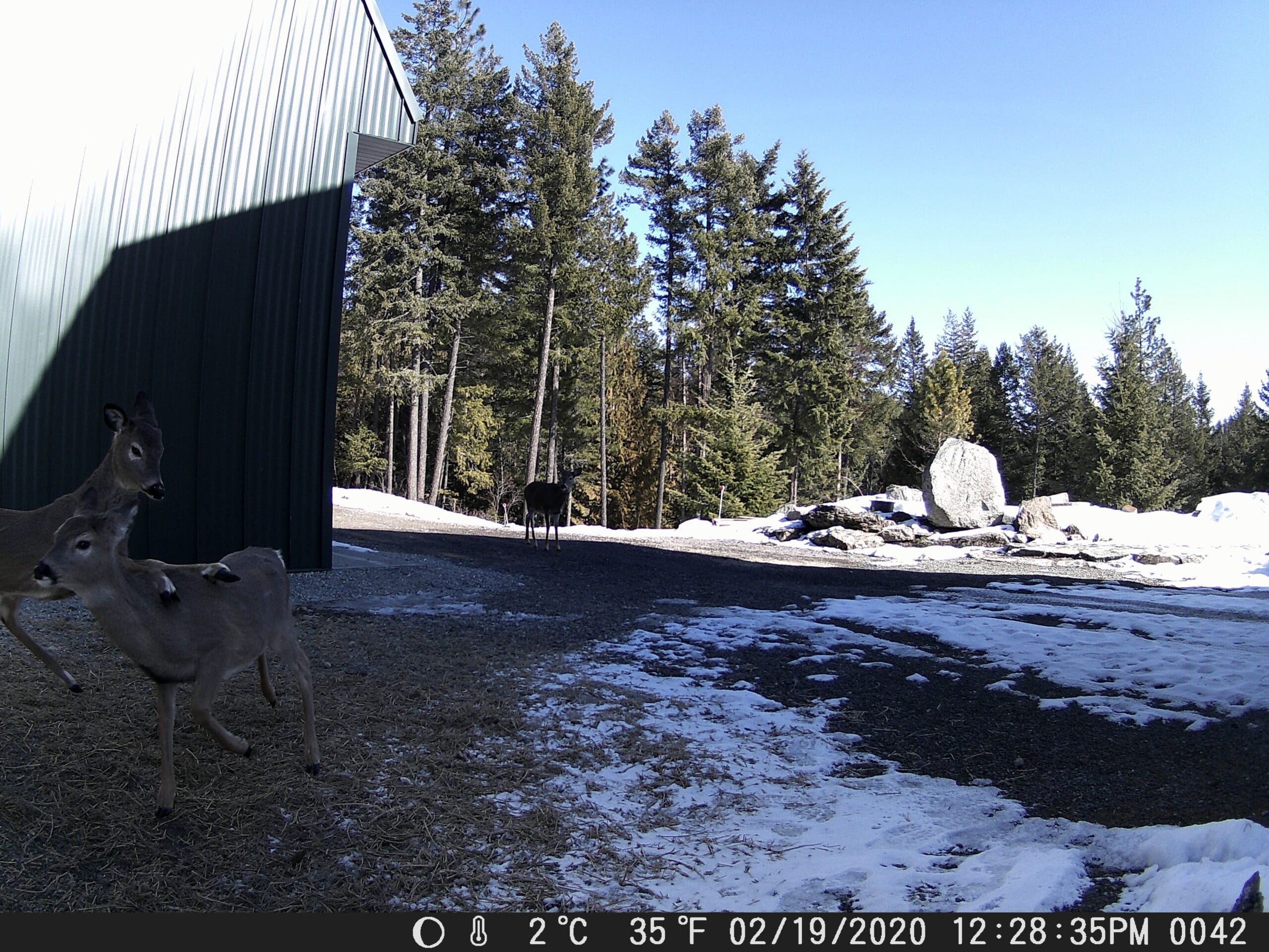My Trail Cam Photos