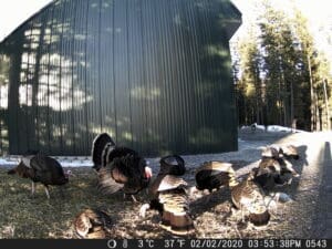 Trail cam pictures from Sandpoint Idaho