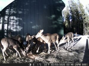 Trail cam pictures from Sandpoint Idaho