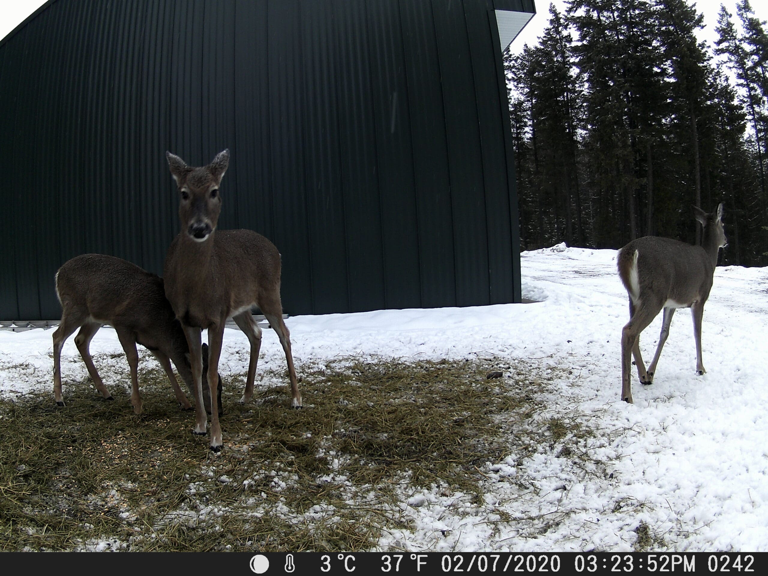 My Trail Cam Photos