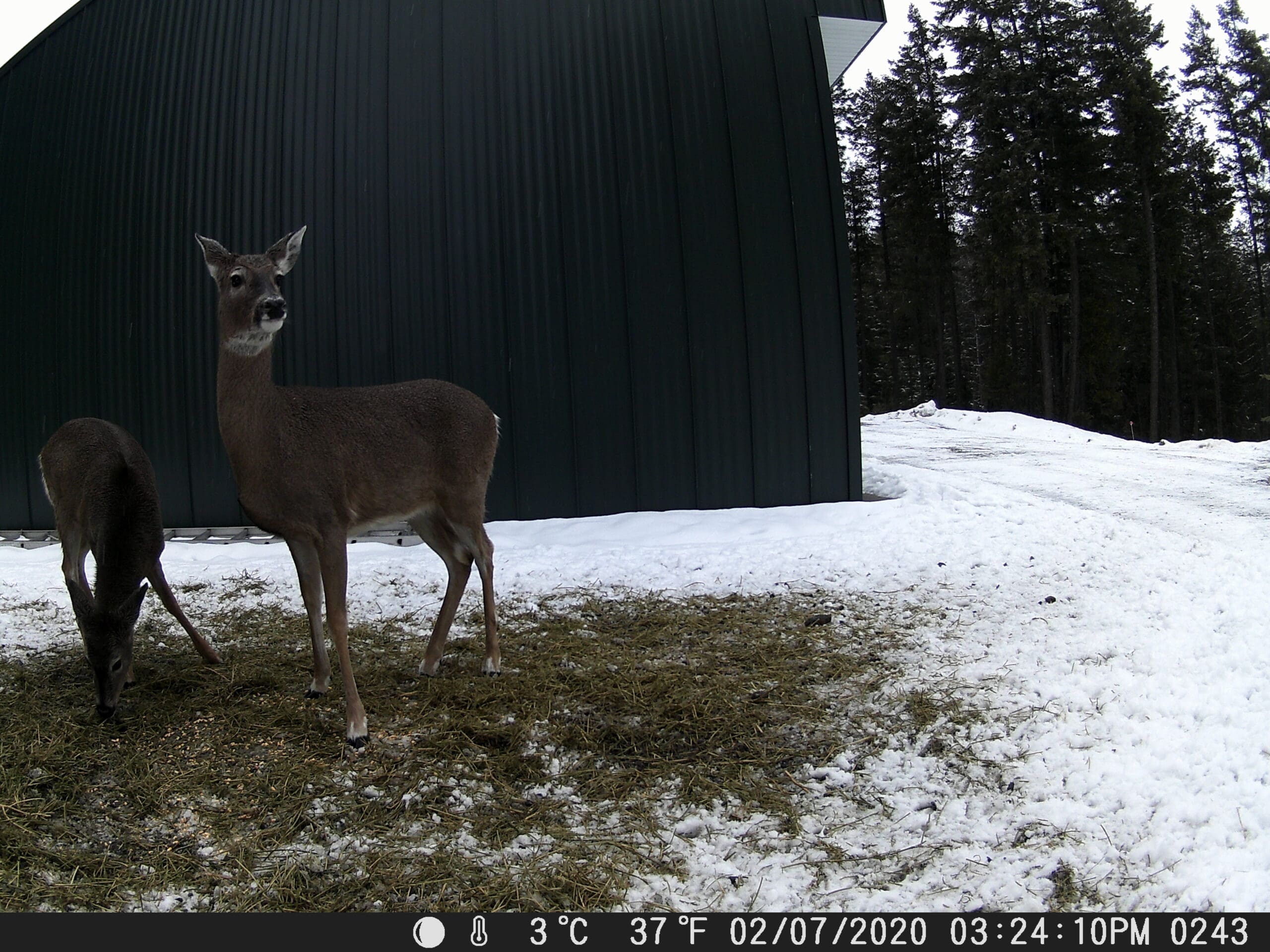 My Trail Cam Photos