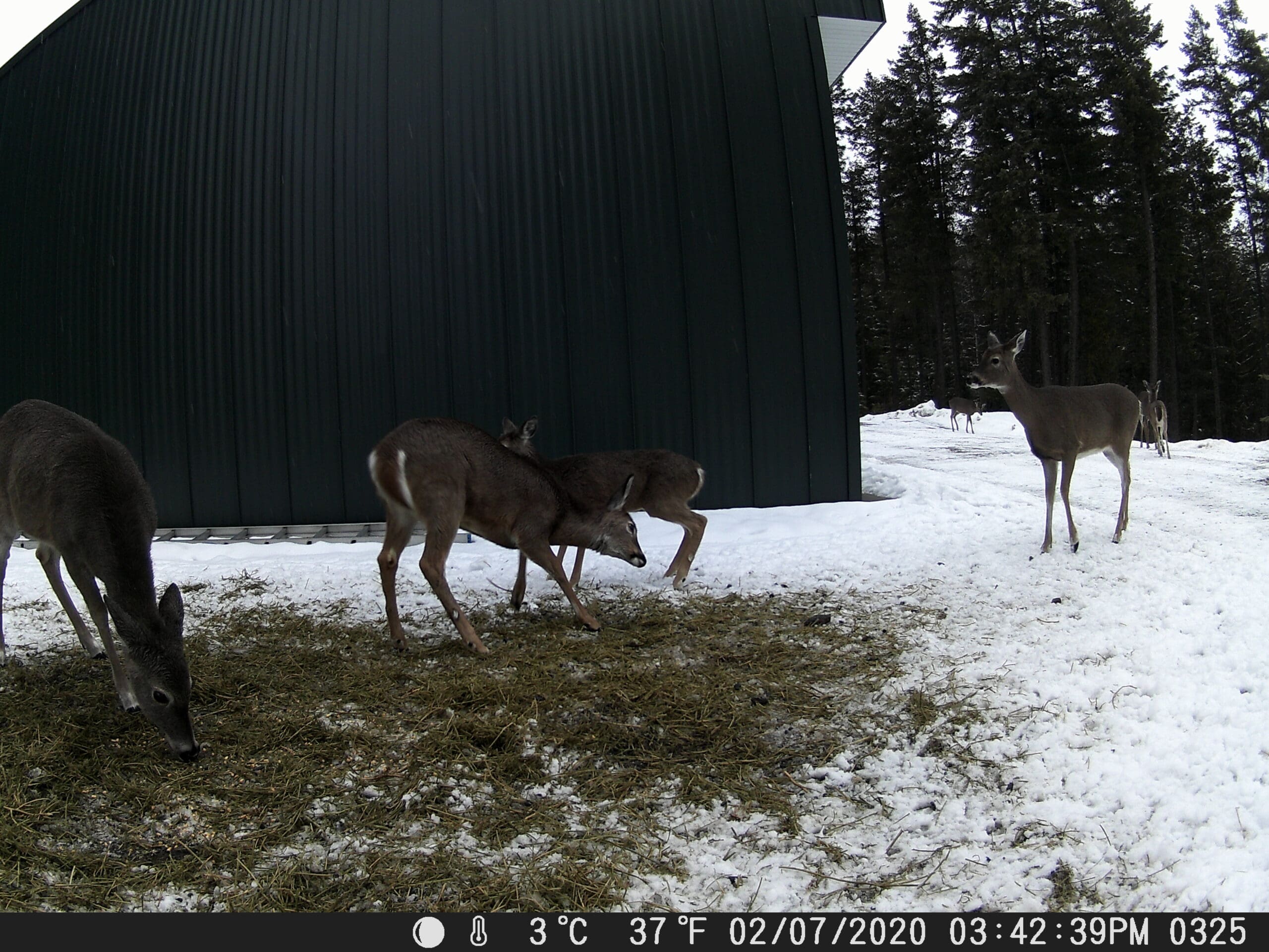 My Trail Cam Photos