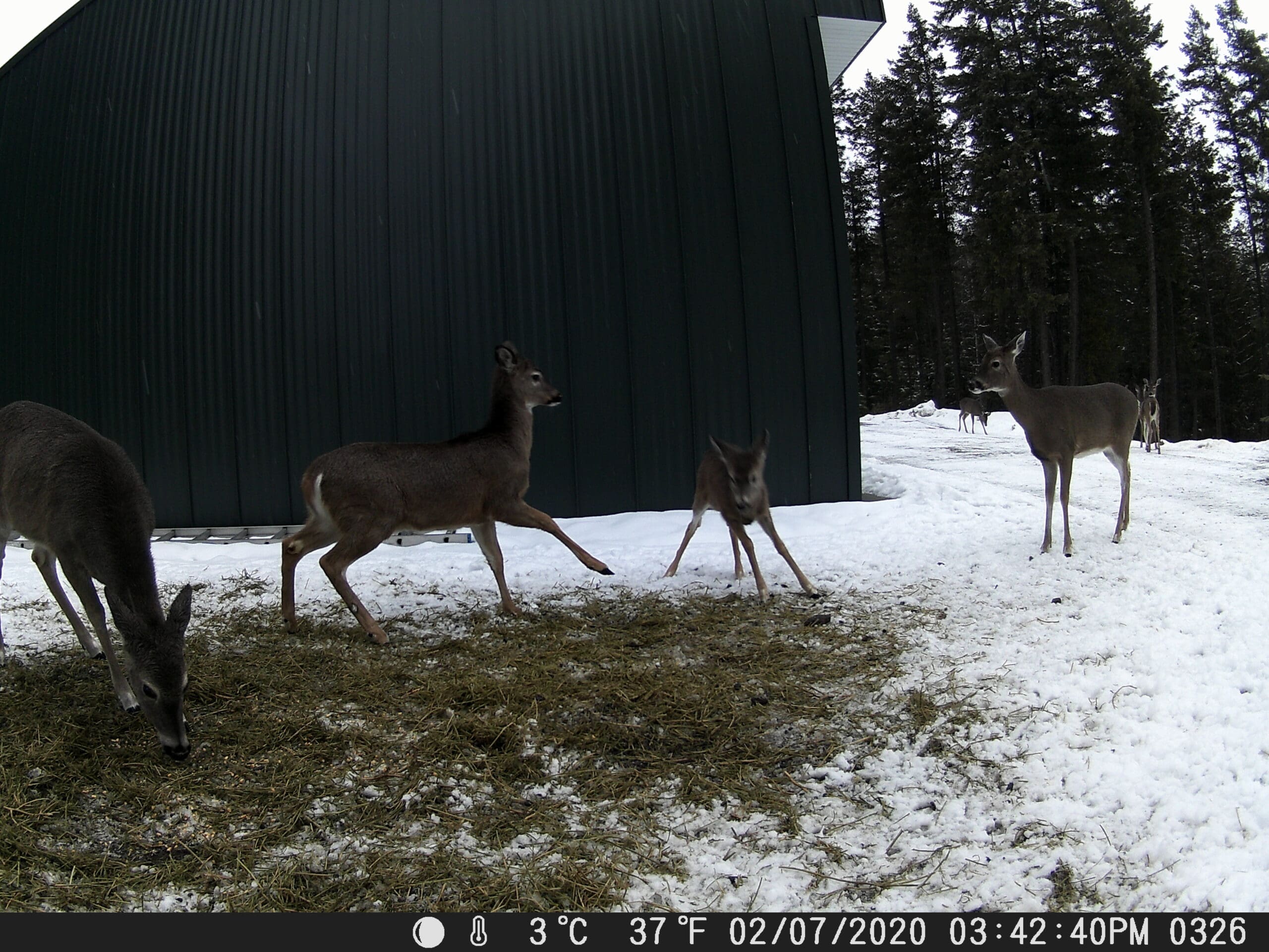 My Trail Cam Photos