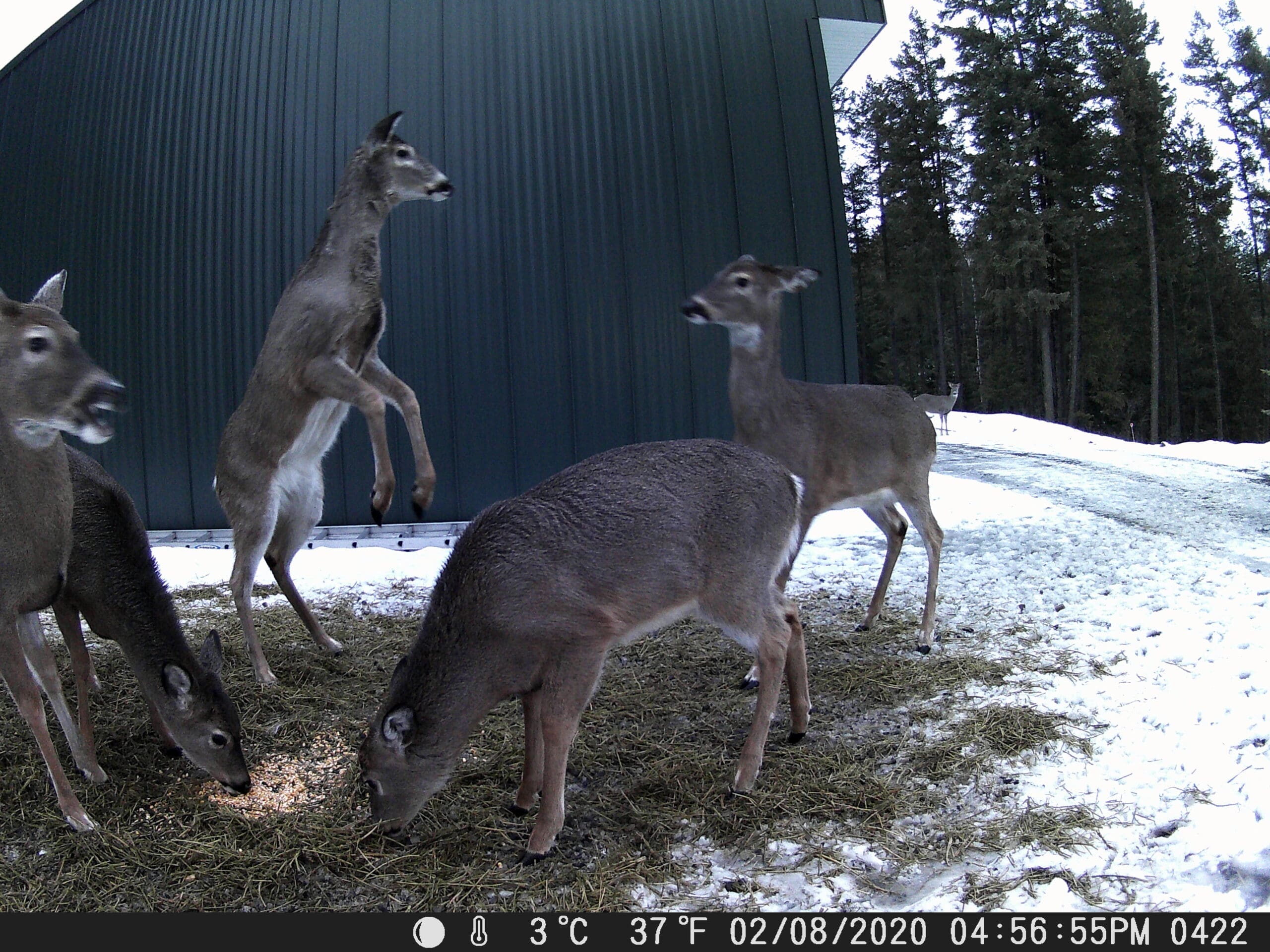 My Trail Cam Photos