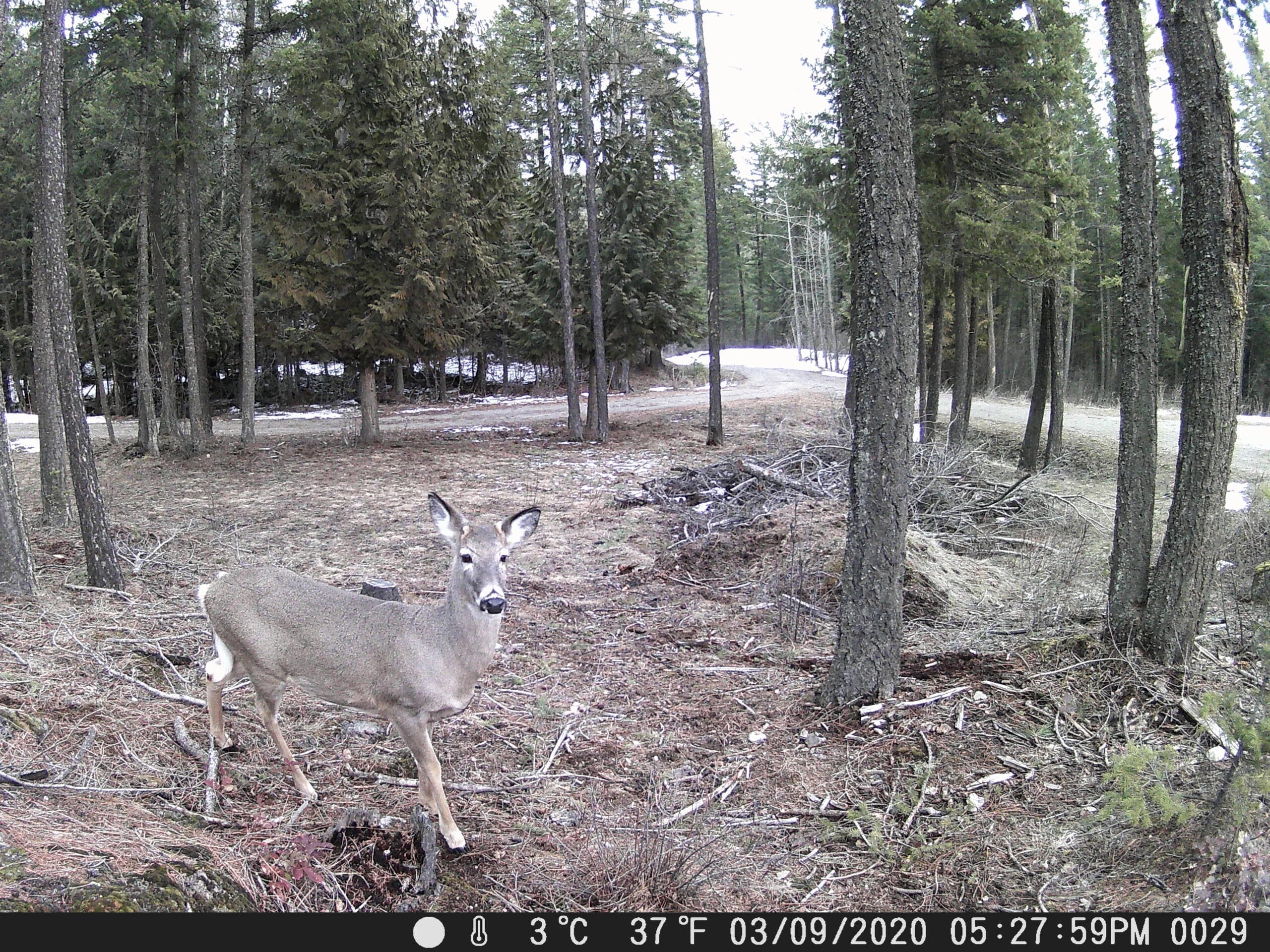My Trail Cam Photos