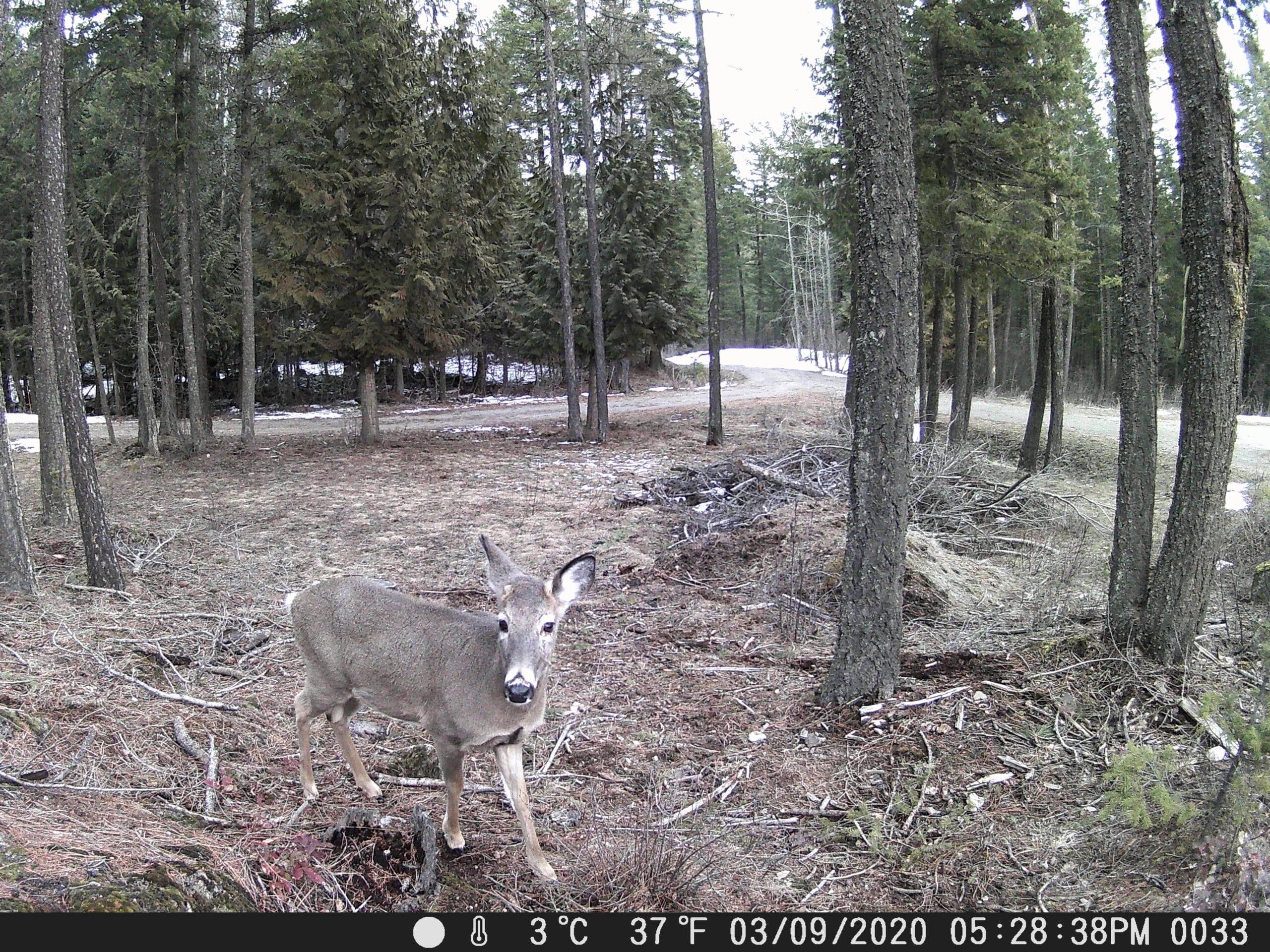 My Trail Cam Photos