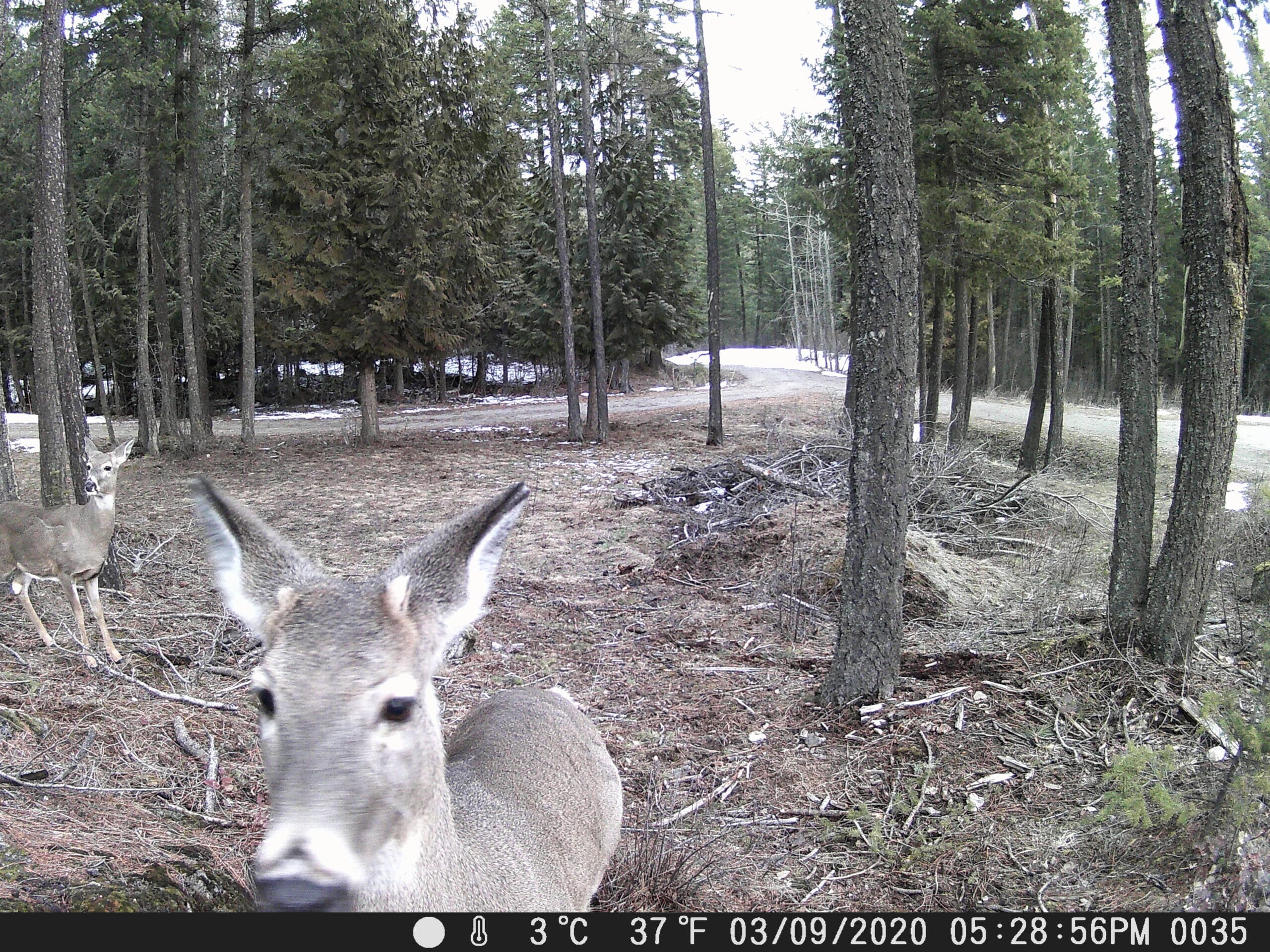 My Trail Cam Photos