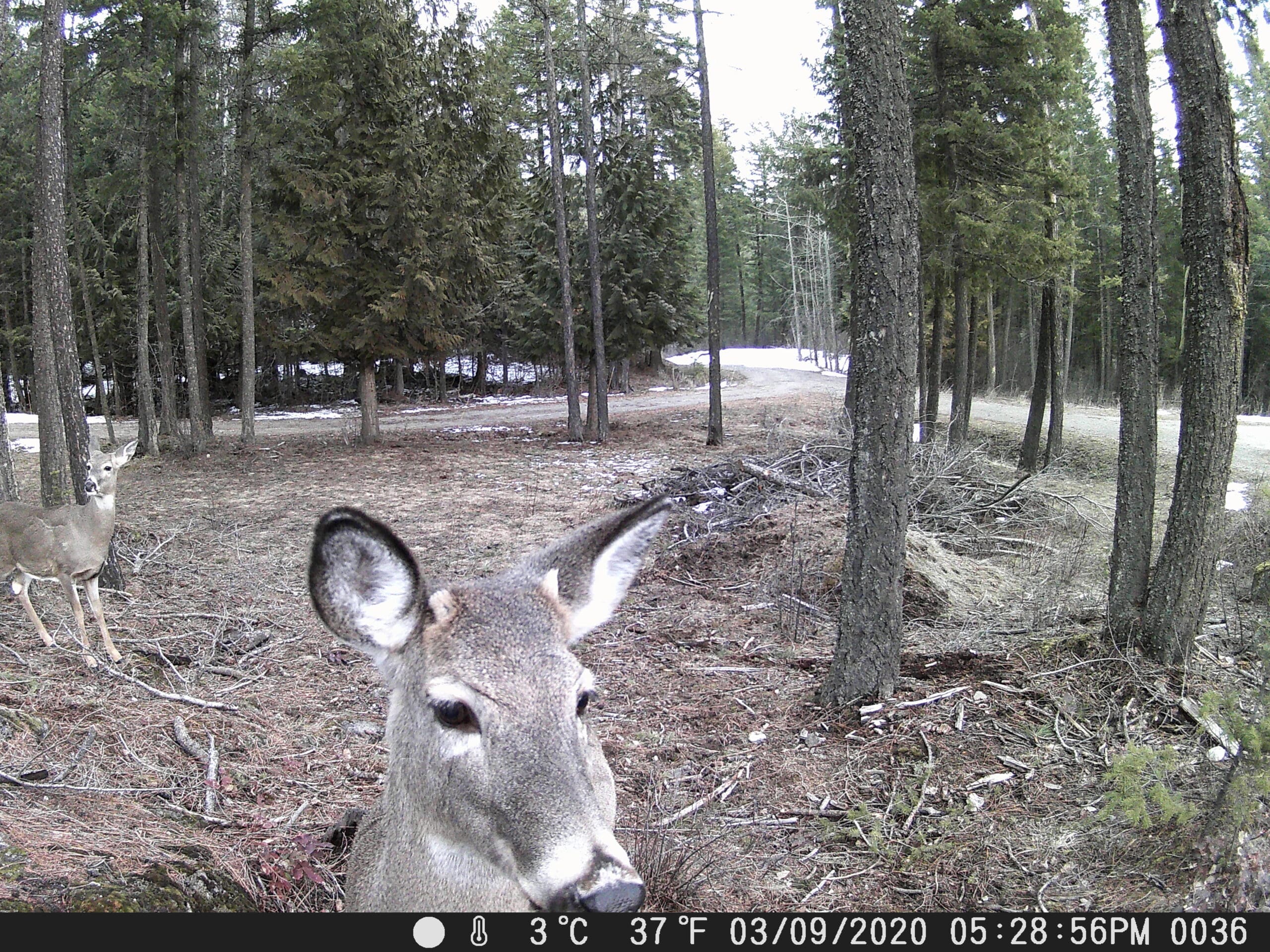 My Trail Cam Photos