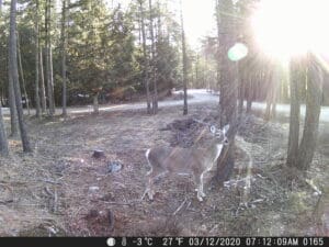 My Trail Cam Photos