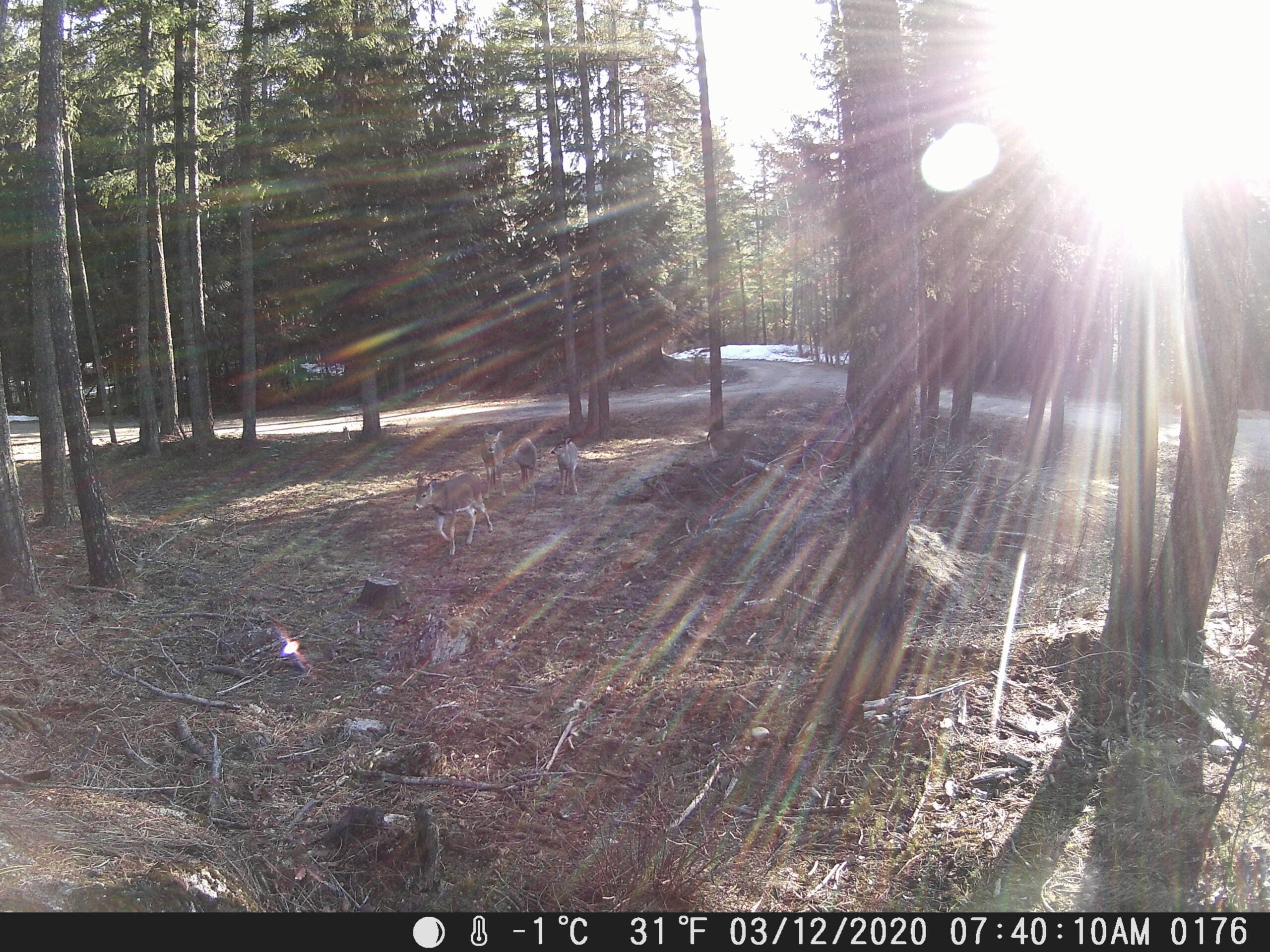 My Trail Cam Photos