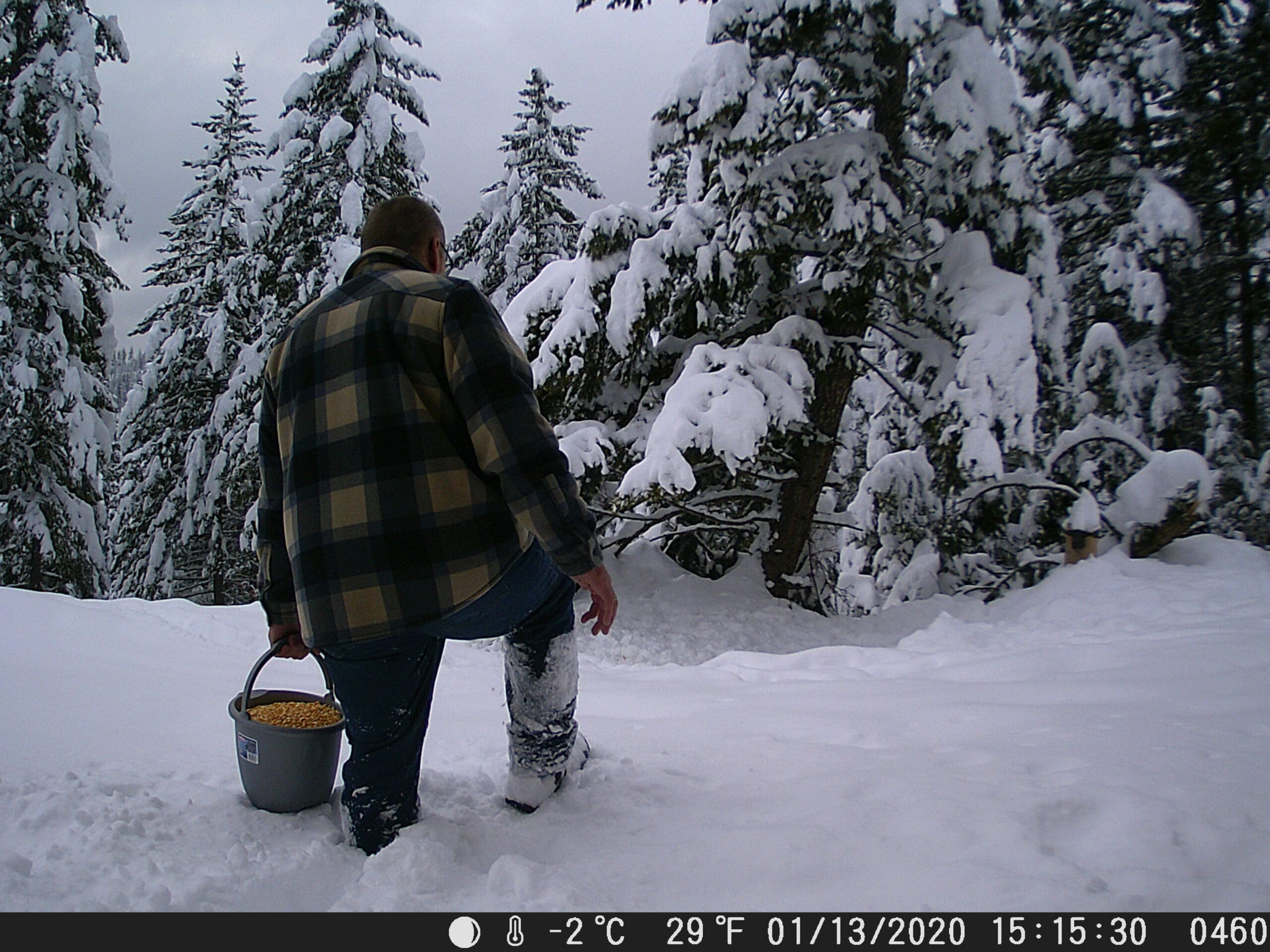 My Trail Cam Photos