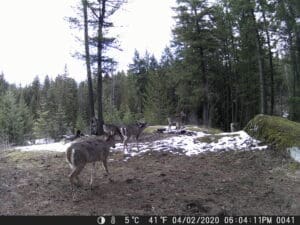 My Trail Cam Photos