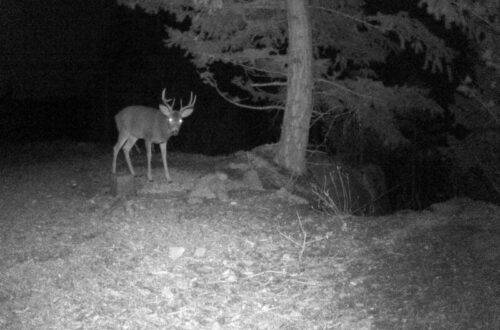 trail cam