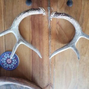 Shed's Antlers Set