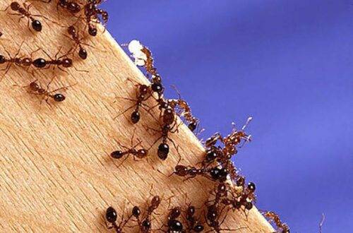 Get Rid Of Fire Ants