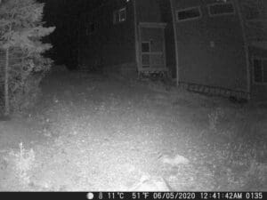 My Trail Cam Pictures