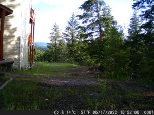 My trail cam pictures